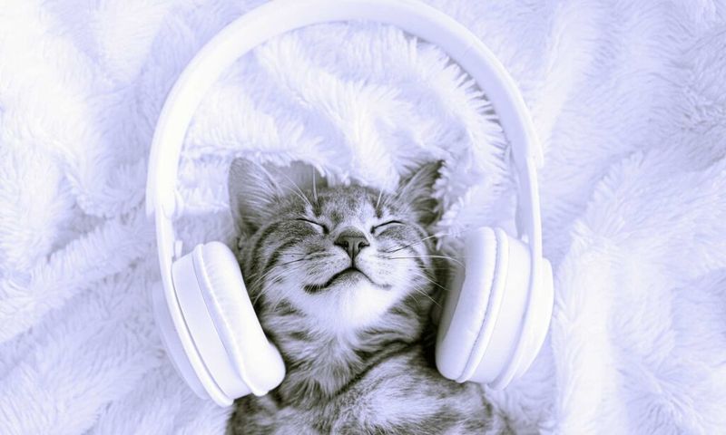Cat Music Therapy