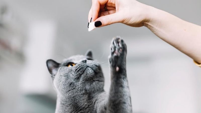 Cat Paw-sitive Reinforcement