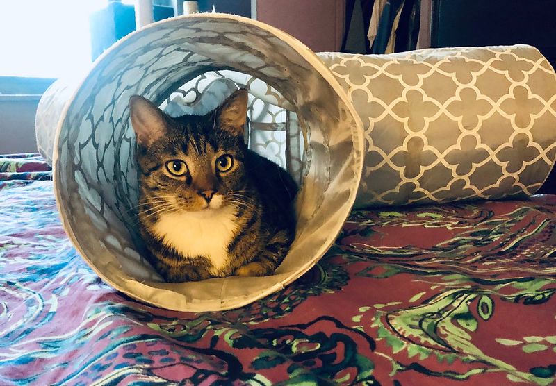 Cat Tunnels