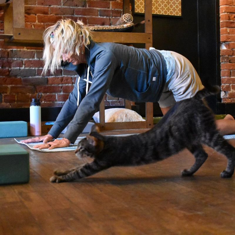 Cat Yoga Classes