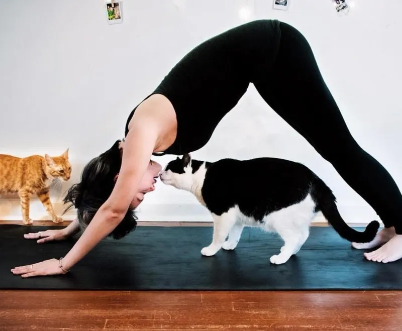 Cat Yoga
