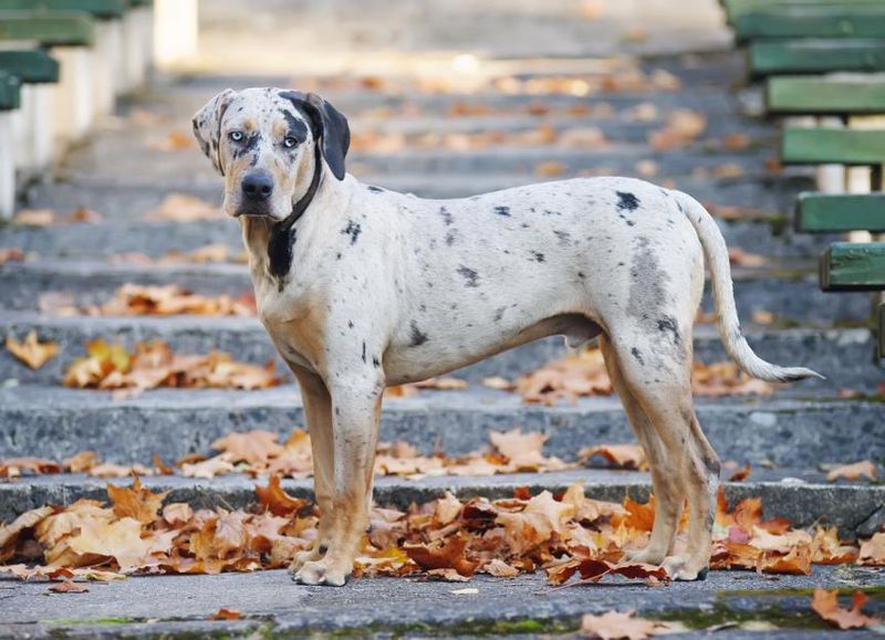 Catahoula Leopard Dog