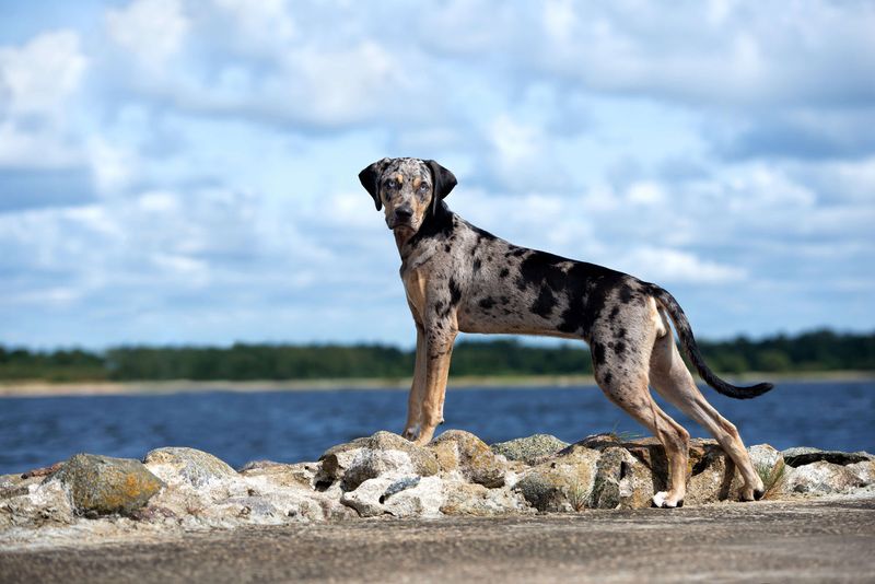 Catahoula Leopard Dog