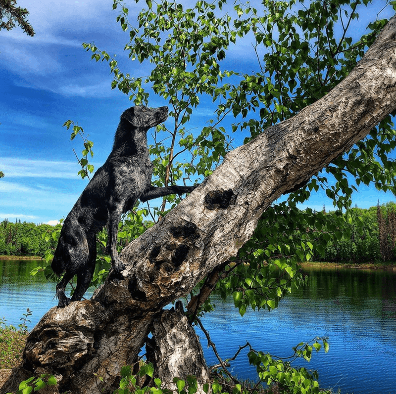 Catahoula Leopard Dog