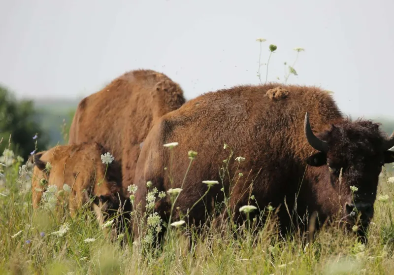 Catalyst for Change at Midewin National Tallgrass Prairie