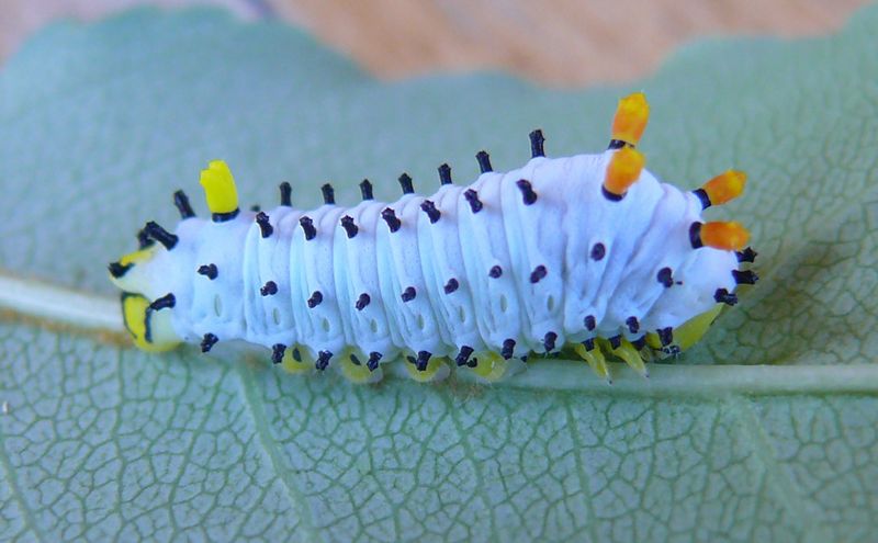 Caterpillar Silk Moth Larva