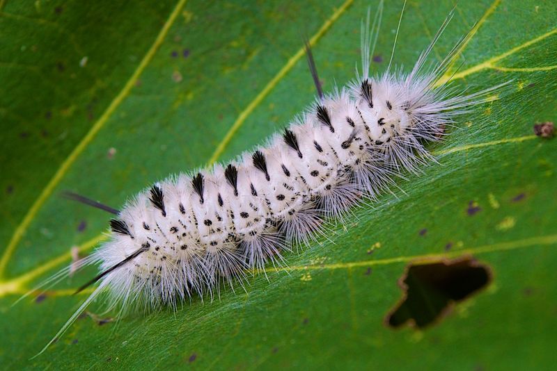 Caterpillars