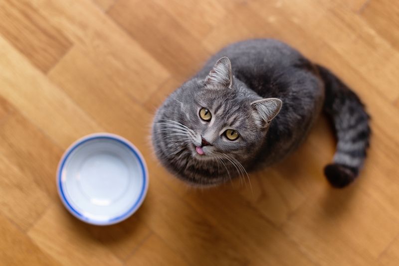 Cats' Affinity for Routine