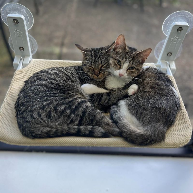 Cats' Social Nature
