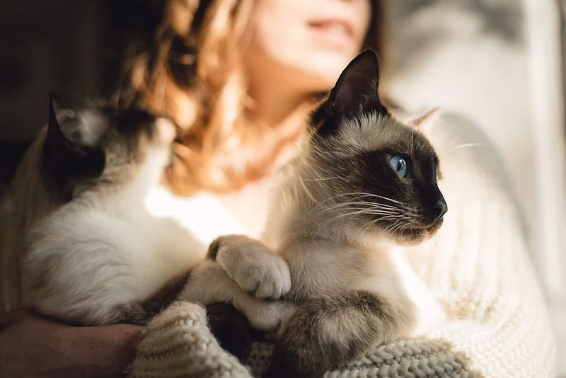 Cats