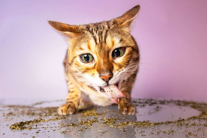 Cats