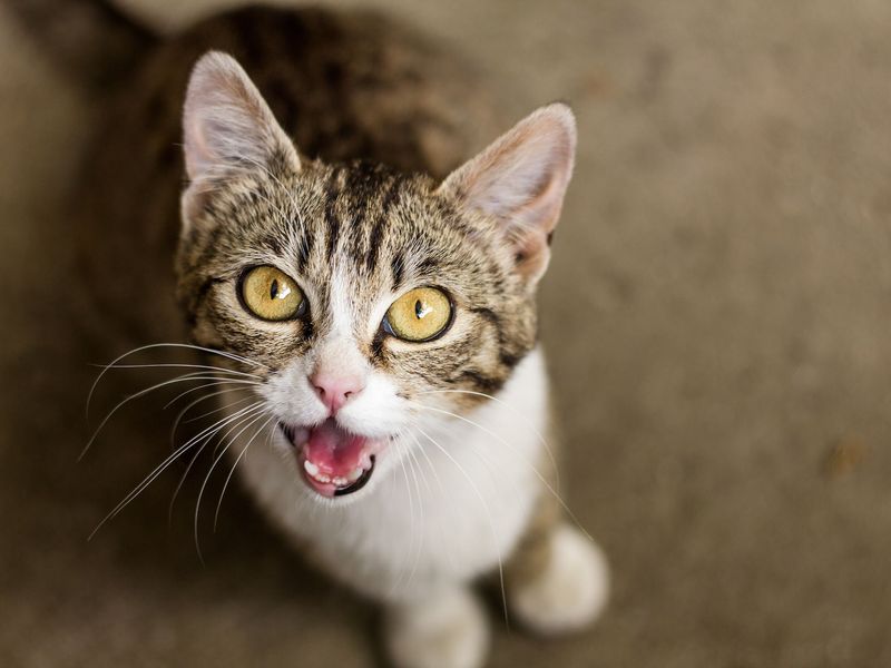 Cats' Unique