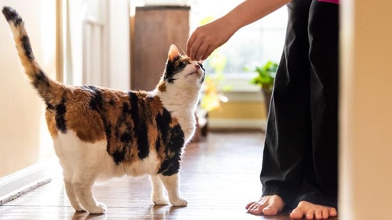 Cats' Tail Communication
