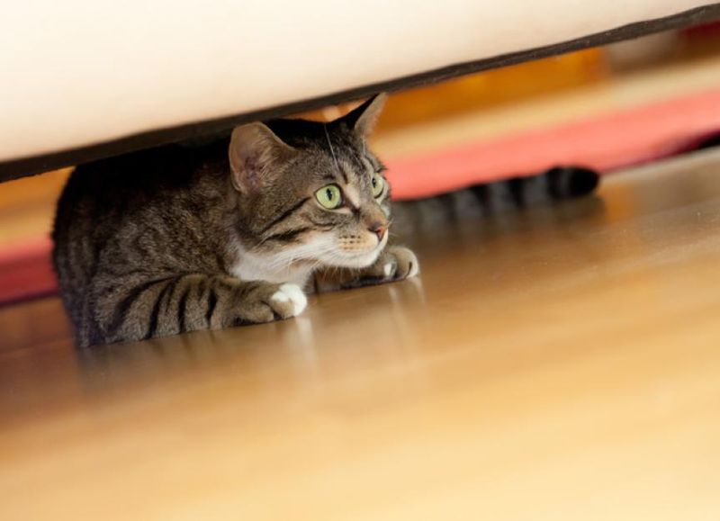 Cats' Sensitivity to Sound