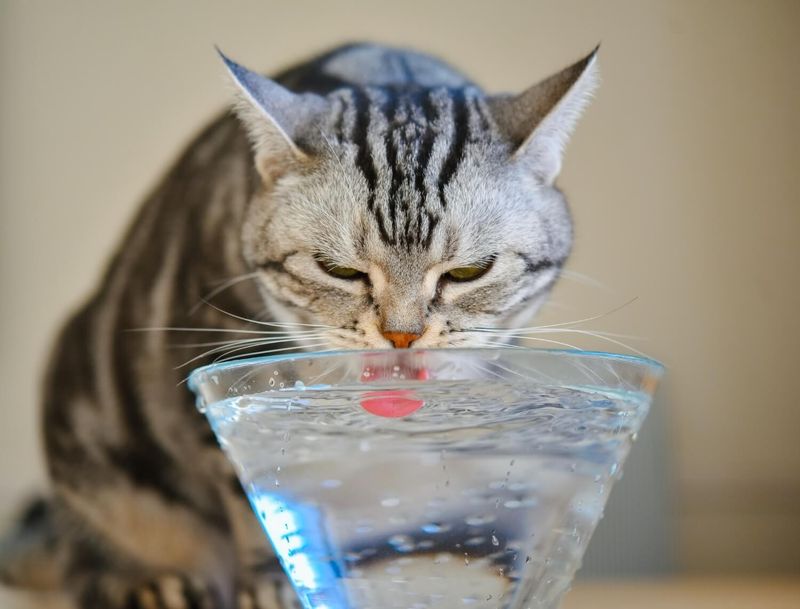 Cats' Unique Drinking Technique