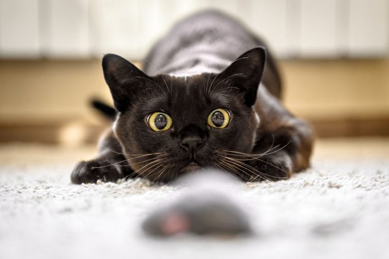 Cats Getting More Playful