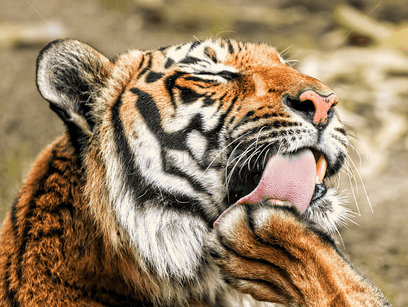 Cats Licking Wounds