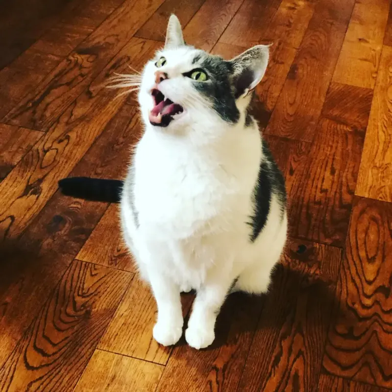Cats May Vocalize More