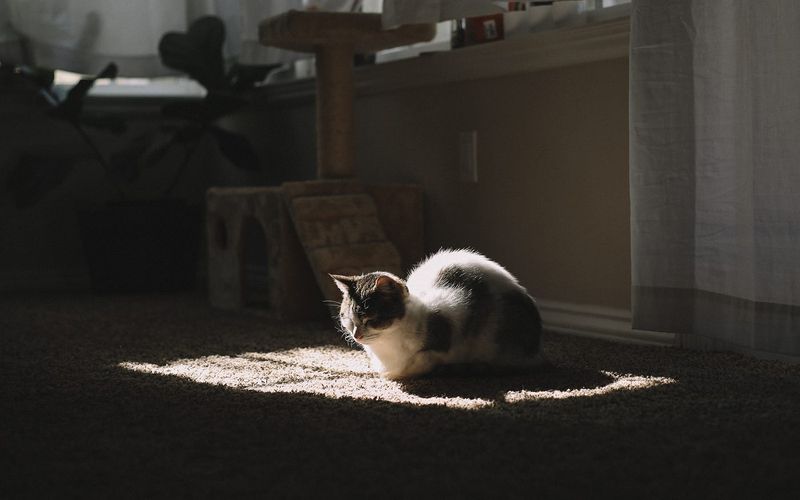 Cats Seeking Sunspots