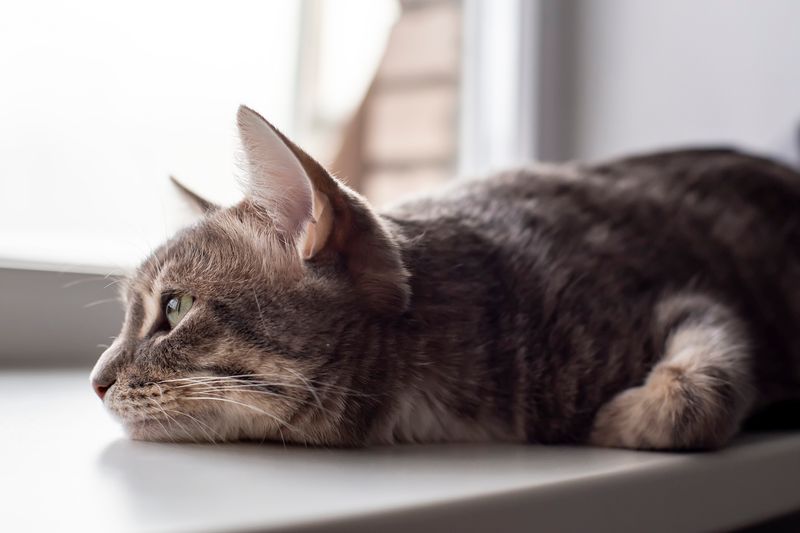 Cats Sense Loss Deeply
