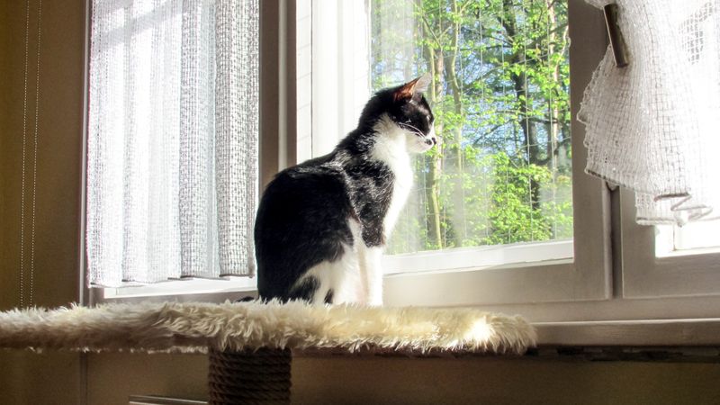 Cats Teach Us About Grief