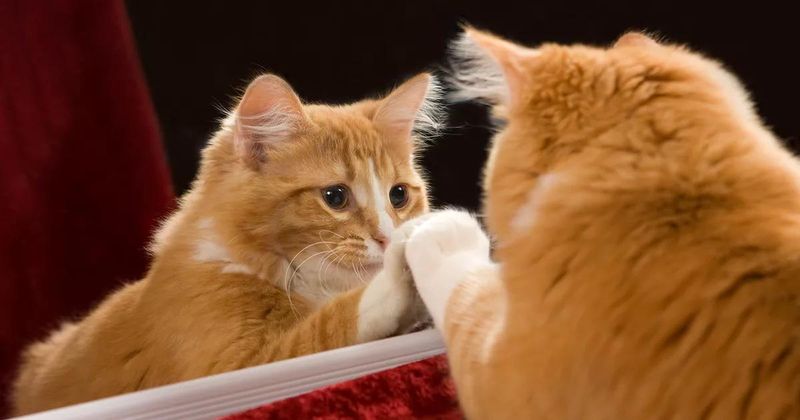 Cats and Curiosity