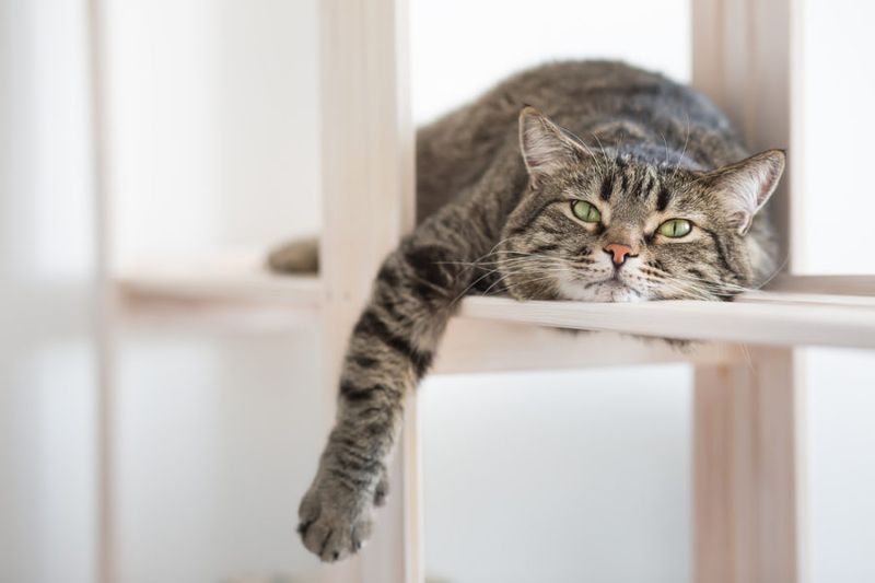 Cats and Their Love for Heights