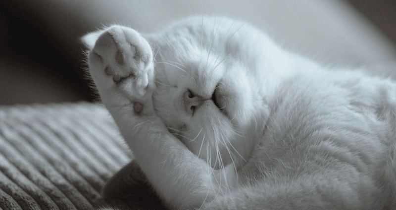 Cats and Weather