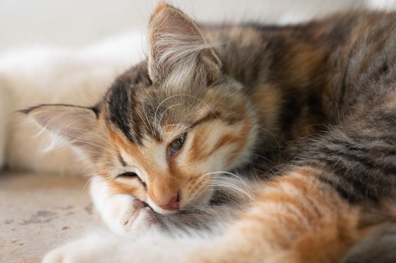 Cats