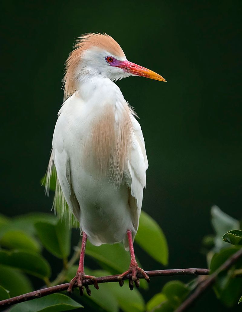 Cattle Egret