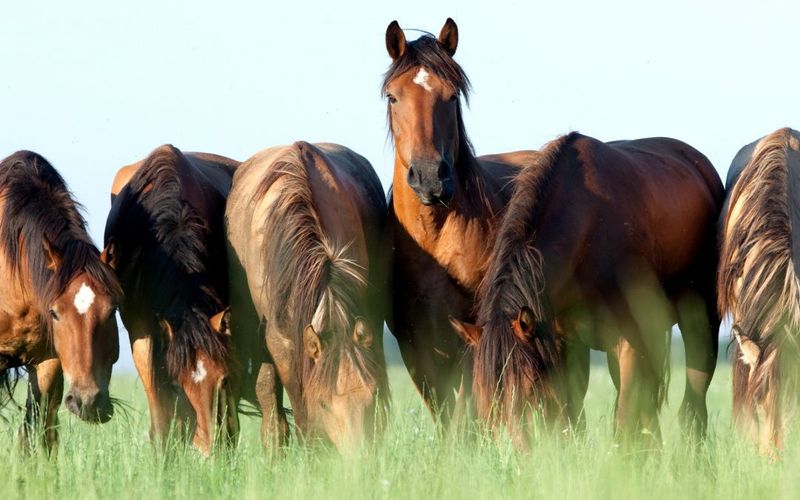 Cattle Herding Experts