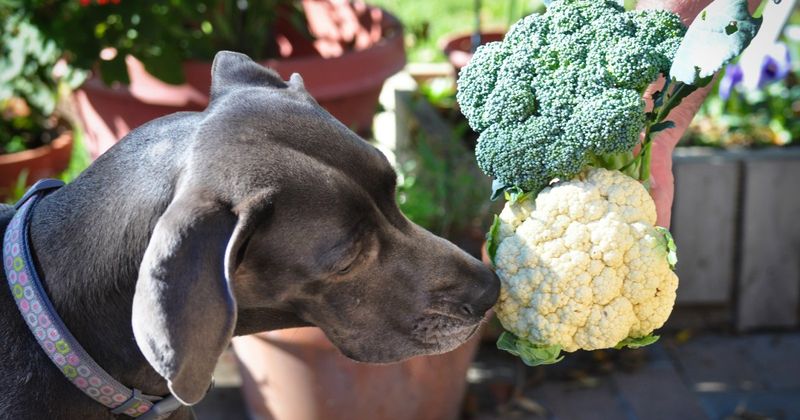 Cauliflower