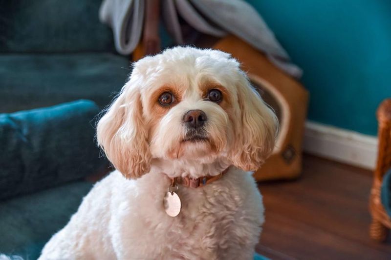 Cavachon