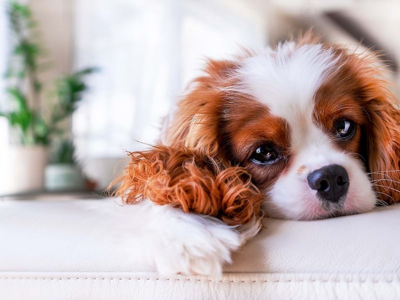 Cavalier King Charles Spaniel