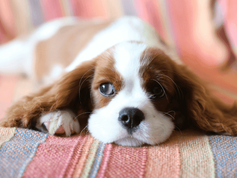 Cavalier King Charles Spaniel