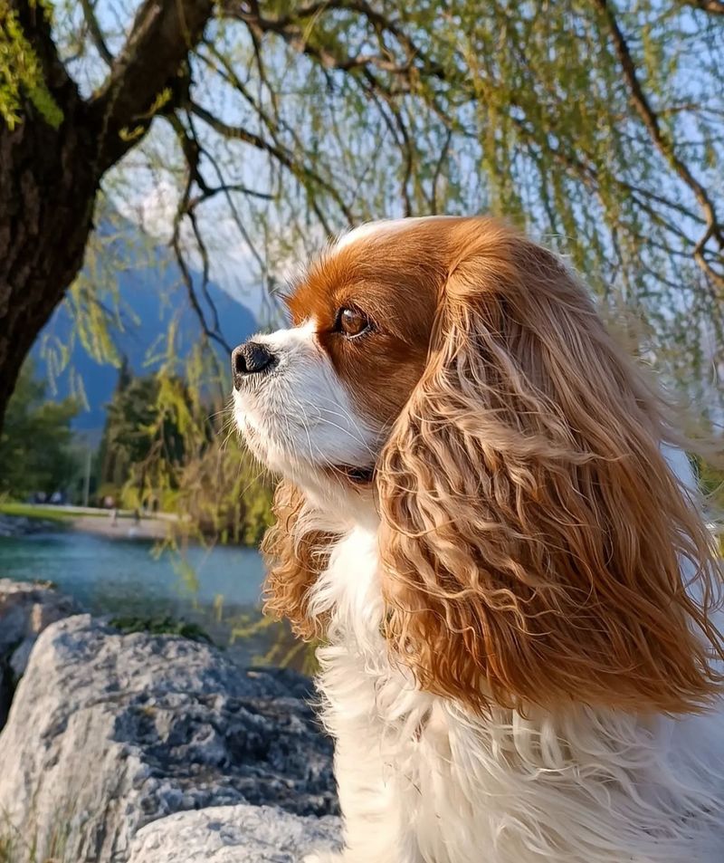 Cavalier King Charles Spaniel