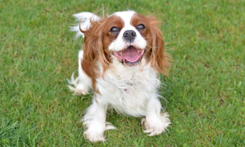 Cavalier King Charles Spaniel