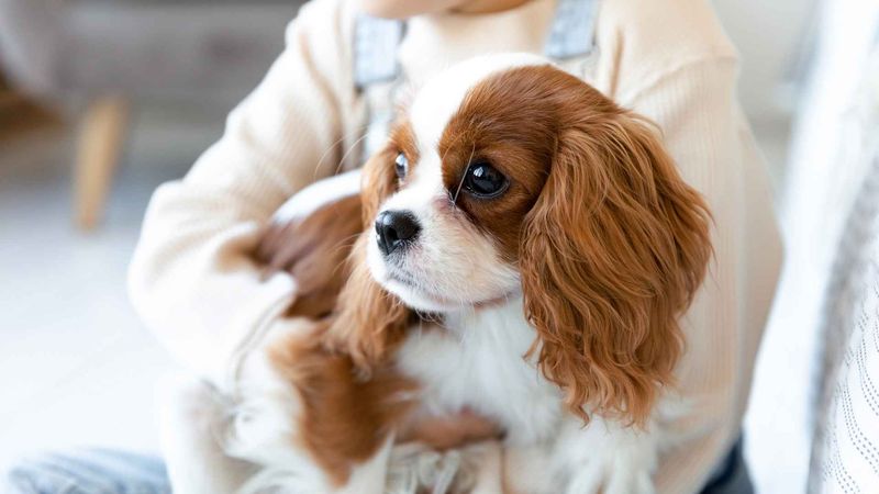 Cavalier King Charles Spaniel