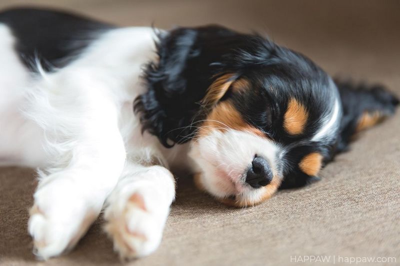 Cavalier King Charles Spaniel