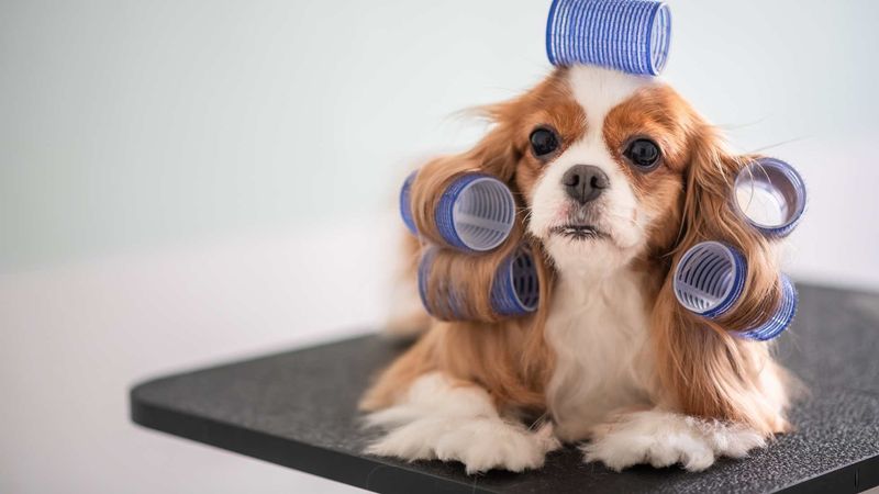 Cavalier King Charles Spaniel