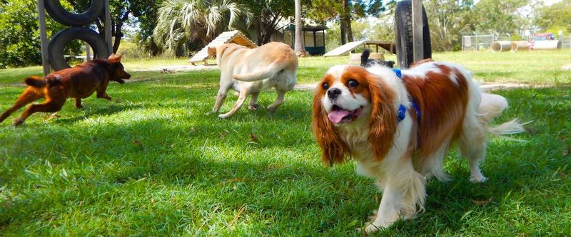 Cavalier King Charles Spaniel