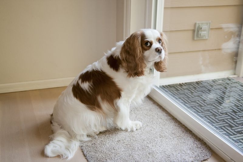 Cavalier King Charles Spaniel