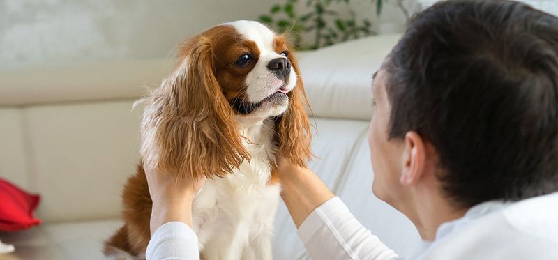 Cavalier King Charles Spaniel