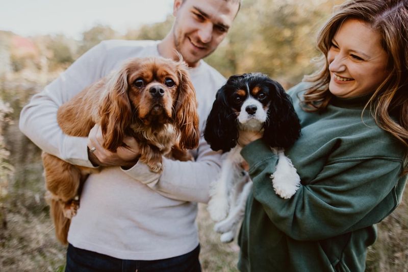 Cavalier King Charles Spaniel