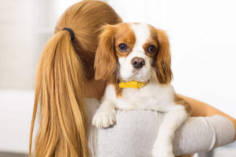 Cavalier King Charles Spaniel