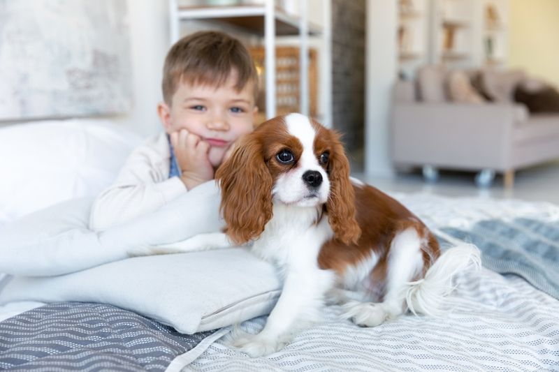 Cavalier King Charles Spaniel