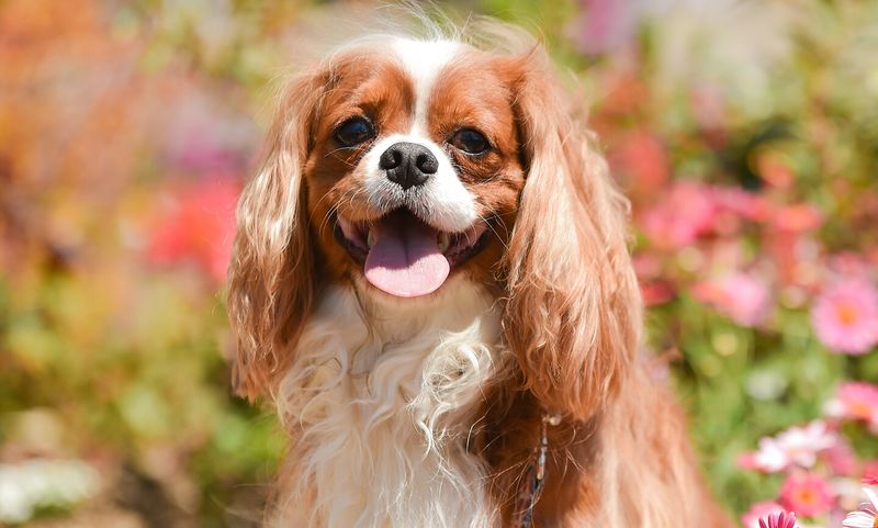 Cavalier King Charles Spaniel