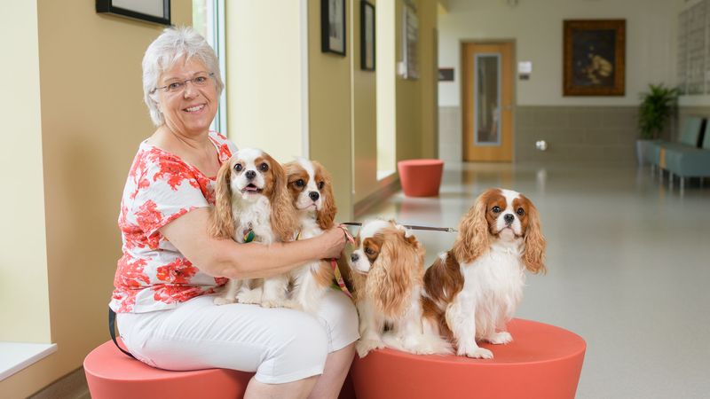 Cavalier King Charles Spaniel