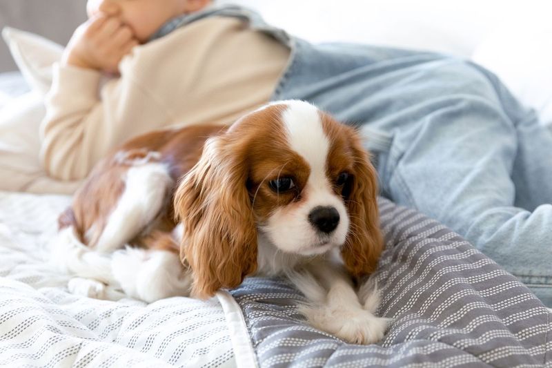 Cavalier King Charles Spaniel