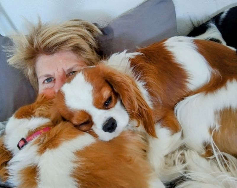 Cavalier King Charles Spaniel